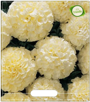 VibeX ® LXI-719 Marigold Double White-Seeds Seed(500 per packet)