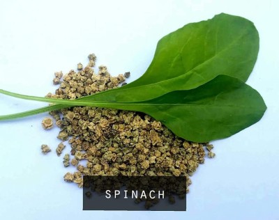 Qualtivate ICRA-4A Desi Spinach (Palak) Seed(300 per packet)