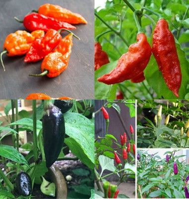 ibains Different varieties of chilli seeds bij 77 Seed(77 per packet)