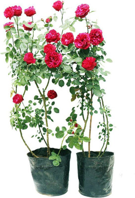 Biosnyg Red Rosa Wild Rose 100 Seeds Seed(100 per packet)