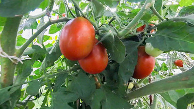 Farmonix tomato Seed(150 per packet)