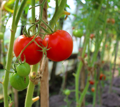SRK Shree Radha Krishna tomato Seed(70 per packet)