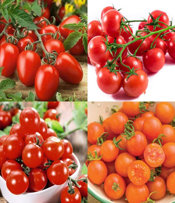 ibains Tomato seeds combo bij 27 Seed(57 per packet)