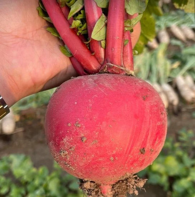 EcoFusion radish seed Seed(145 per packet)