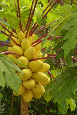 KNESSiN Garden NEW DWARF Golden Thai Dwarf Papaya-{200 Seeds} Seed(200 per packet)