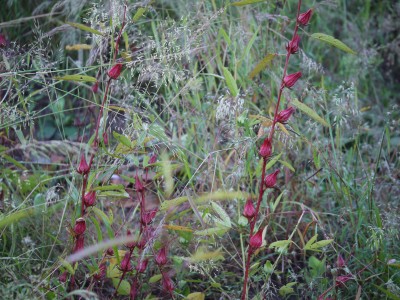 ASPEN Red Kenaf | Red Ambada | Red Gongura | Pulicha Keerai Seed(650 per packet)