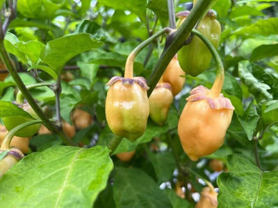 Biosnyg Cotton Candy Bubblegum Pepper Seeds for Terrace Gardening-(1000 Seeds) Seed(1000 per packet)