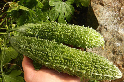 Quentova Bitter gourd Jawahar Seeds-VIC Seed(75 per packet)