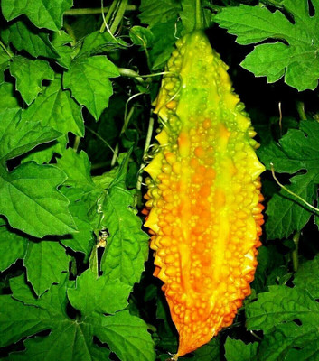 Qualtivate GBPT-1A Chinese Bitter Cucumber - Bitter Melon Seed(50 per packet)