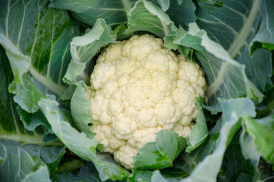 SAKRISH white cauliflower,gobhee seeds Seed(40 per packet)