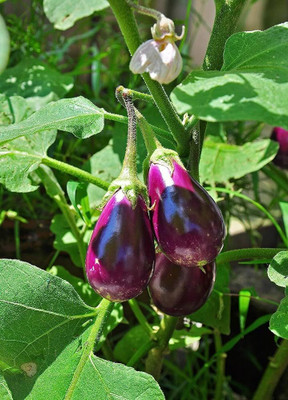 BDSresolve Bengan seeds PACK OF 39 Seed(39 per packet)