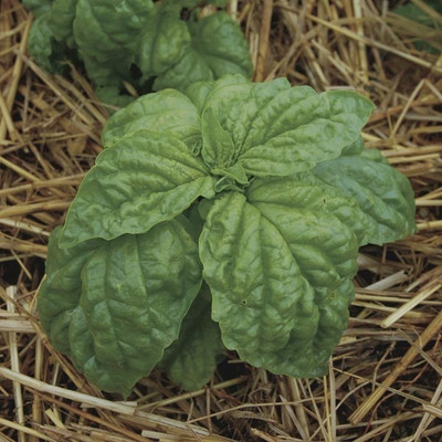 Qualtivate XLR-25 Lettuce Leaf Basil Seeds Seed(1000 per packet)