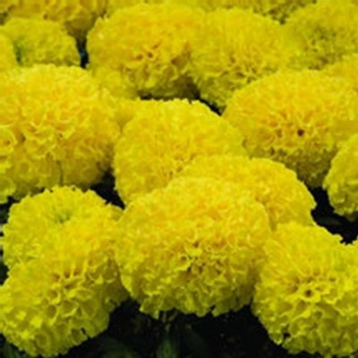 Qualtivate GUA-483 Yellow Marigold Seeds Seed(500 per packet)