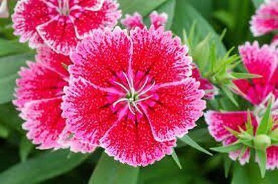 Aywal Dianthus Lemon Fizz Flower Seed(40 per packet)