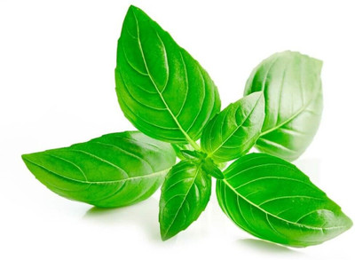 WILLVINE VXI-11 Marseille dwarf basil seeds Seed(2000 per packet)