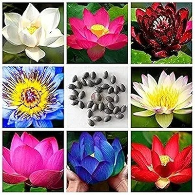 krishva 01 Seed(20 per packet)