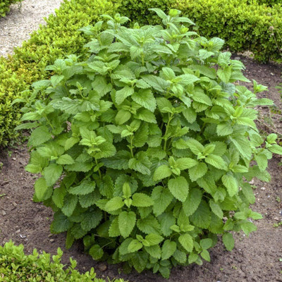 Qualtivate GBPT-5A Lemon Balm Herb Seed Seed(200 per packet)