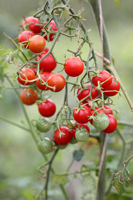SGPM Collections tomato Seed(150 per packet)