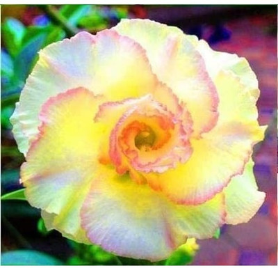 Qualtivate XLR-724 Desert Rose Seeds Seed(30 per packet)