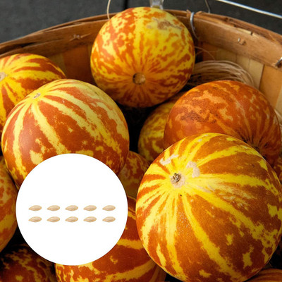 CYBEXIS Tigger Melon Seeds - Pumpkin100 Seeds Seed(100 per packet)