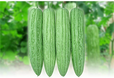 VNR Fresh VNR Bittergourd Hybrid Quality Vegetable Seed(100 per packet)