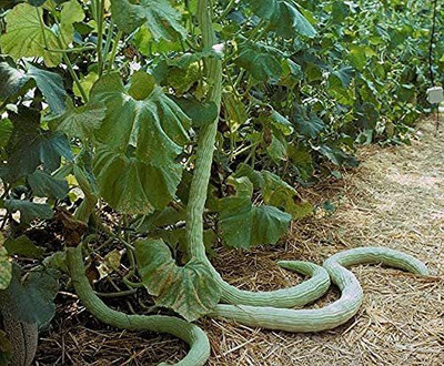 CYBEXIS VXI-87 - Cucumber Kakri - Long Melon - (1350 Seeds) Seed(1350 per packet)