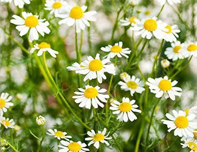 CYBEXIS XL-29 - Common German Chamomile - (2250 Seeds) Seed(2250 per packet)