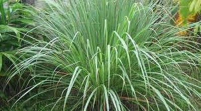 Aywal Lemon Grass Seed(50 per packet)