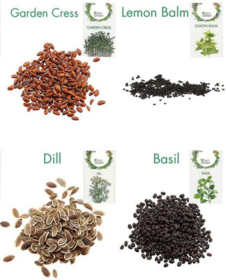 CYBEXIS 4 - Varities Seeds Combo-Garden Cress,Lemon Balm,Dill,Basil Seed(10 g)