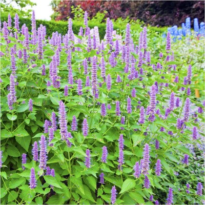 Biosnyg NYZ-58 Anise Hyssop (Agastache foeniculum)-[200 Seeds] Seed(200 per packet)