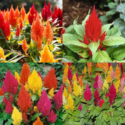 ibains Celosia seed for planting 19 Seed(19 per packet)