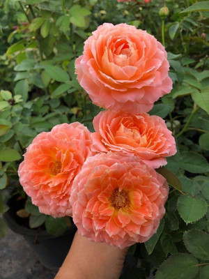 LPR GULAB ,ROSE Seed(500 per packet)