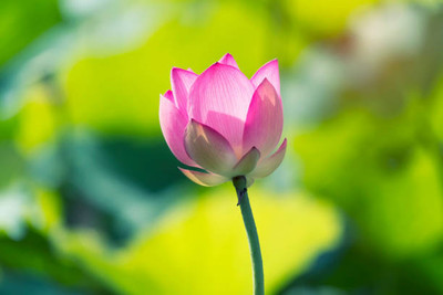 Greenco lotus,kamal gatta Seed(10 per packet)