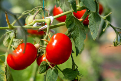 Gulabi nagari tomato Seed(55 per packet)