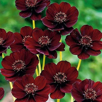 CYBEXIS Chocolate Cosmos - Blooms All Summer Long Seed(50 per packet)