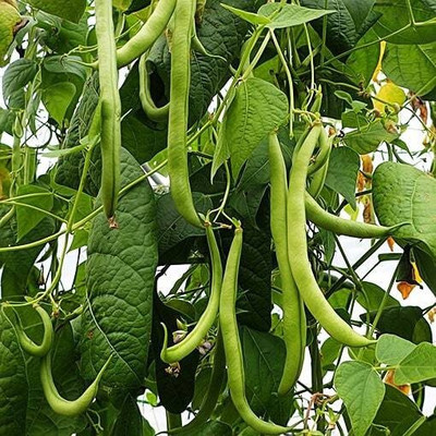 Quentova French Beans vegetable-QLTY-8S Seed(50 per packet)