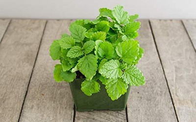 VibeX LX-64 - Lemon Balm (Melissa officinalis) - (2250 Seeds) Seed(2250 per packet)