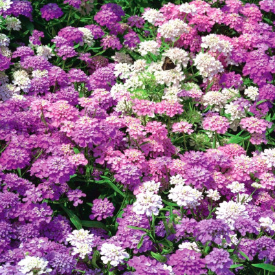 seeds bazar Candytuft Flower Seeds White & Multicolor Winter Bloom Garden & Pot Friendly Seed(100 per packet)