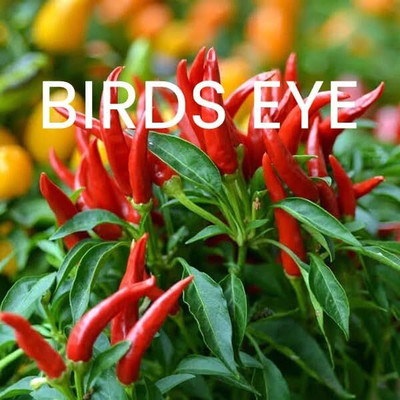 Biosnyg Hybrid Birds Eye Hot Chilli Seeds for Home Gardening-(4000 Seeds) Seed(4000 per packet)