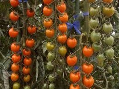 JD AGRO HYBRID CHERRY TOMATO PLANTS - IDEAL FOR HOME GARDENING Seed(1000 per packet)