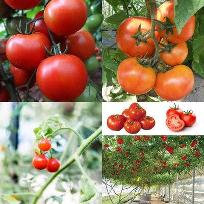 ibains Tomato plant seeds pack of 370 Seed(370 per packet)