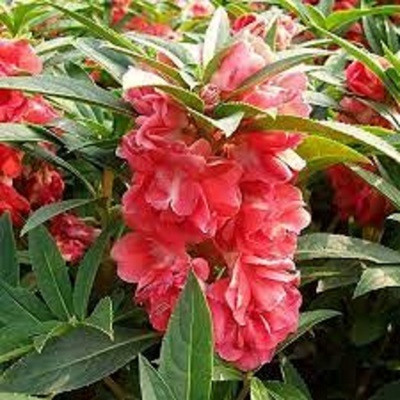 Seedsqlty balsam plant seeds Seed(30 per packet)