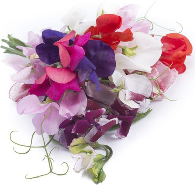 CYBEXIS Hybrid Sweet Pea Mixed Seeds - Lathyrus odoratus Seed(50 per packet)
