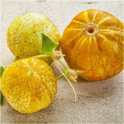 VibeX LX-47 - Lemon Cucumber (Cucumis sativus) - (150 Seeds) Seed(150 per packet)