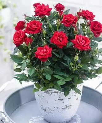 Aro Rose, Flower seeds Seed(37 per packet)
