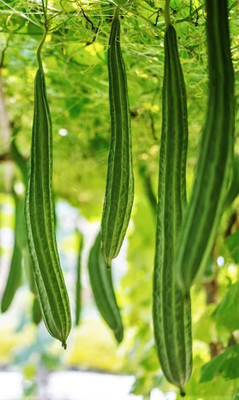 Qualtivate GBPT-7A Ridge Gourd |Turia Non-GMO Seed(50 per packet)