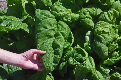 LPR SPINACH , PALAKH Seed(225 per packet)