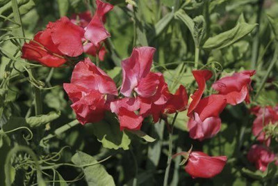 CYBEXIS Flower - Sweet Pea - Spencer Type - Geranium Pink Seed(50 per packet)