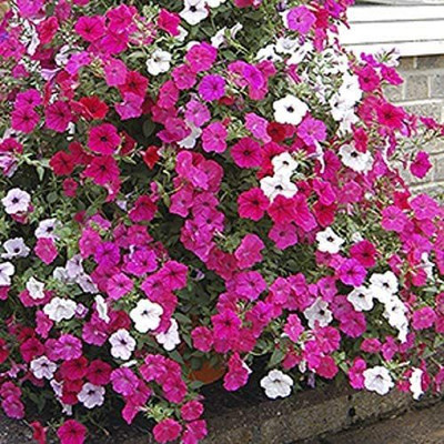 CYBEXIS Petunia F1 Tidal Wave Mix Seed(50 per packet)