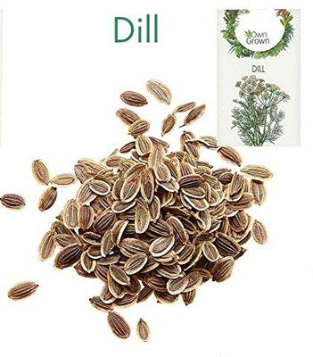 CYBEXIS Dill Hybrid Herb Seed2800 Seeds Seed(2800 per packet)